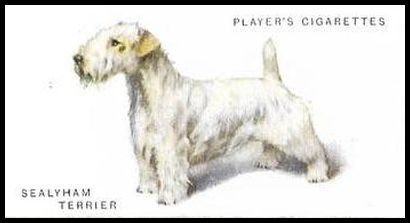 48 Sealyham Terrier